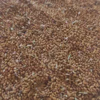 بذر تخم یونجه