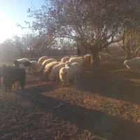 بره نر و ماده مناسب داشت و پرواری و کشتن|حیوانات مزرعه|جلگه ماژان, |دیوار