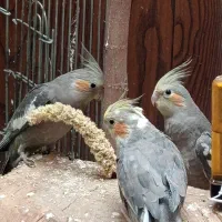 فروش گرینچیک و عروس هلندی