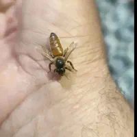 ملکه جفت خورده زنبور عسل