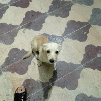 داشهوند آمریکایی|سگ|برازجان, |دیوار