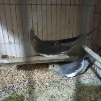 جوجه‌عروس‌هلندی|پرنده|رشت, لاکان شهر|دیوار