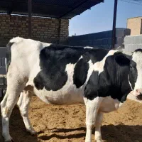 ۲ رس تلیسه ۷ ماه نیم قیمت ۳۳۰|حیوانات مزرعه|مرودشت, تخت جمشید|دیوار