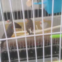دوجفت فنچ تخم گذار