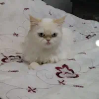 گربه ۲ و۳ ساله