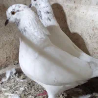 کبوتر جفتی|پرنده|سیاهکل, |دیوار