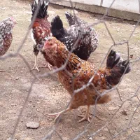 تخم مرغ گلین ۷رنگ خالدار اصیل|حیوانات مزرعه|آمل, |دیوار