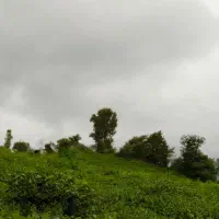 فروش 1600 متر زمین باغی در تالش محله چماچا