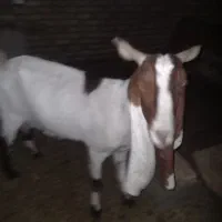 بز پاکستانی|حیوانات مزرعه|بجنورد, |دیوار