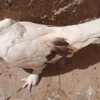 کبوتر