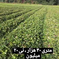 مفت و ارزان|ماهی|بهنمیر, |دیوار