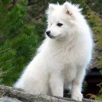 سگ اشپیتز ژاپنی