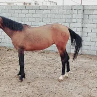 اسب ترکمن|اسب و تجهیزات اسب‌سواری|قرق, |دیوار