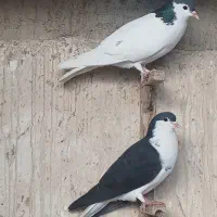 کبوتر|پرنده|برازجان, |دیوار