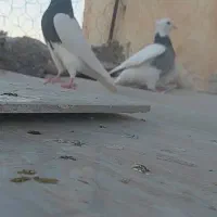 یجفت طوقی ماده