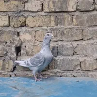 کبوتر خط سفید ۲رنگ