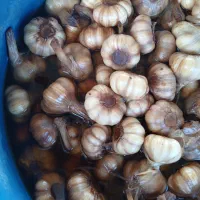 فروش عمده محصولات زیتون طارم