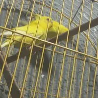 مرغ عشق|پرنده|شادگان, |دیوار