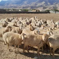 گوسفند مغانی