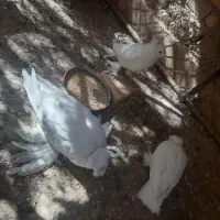 فروش کبوتر بخارایی سفید|پرنده|اردکان, |دیوار