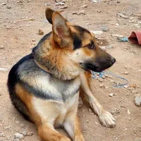 اهواز|سگ|حمیدیه, |دیوار