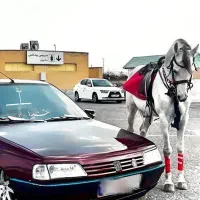 405 مدل 83 عنابی|خودرو سواری و وانت|تبریز, |دیوار