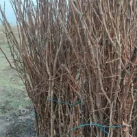 انواع نهال دارم هر نوعی که خاستید زیر قیمت