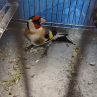 سیره|پرنده|کامیاران, |دیوار