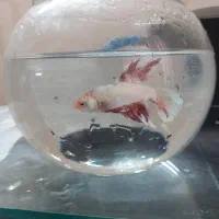 فایتر|ماهی|اسلام‌شهر, مطهری|دیوار