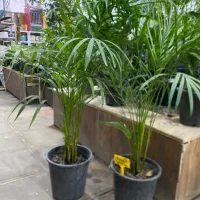 فروش ویژه انواع گل و گیاه