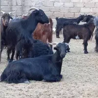 کهره نر استثنایی