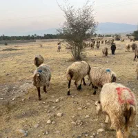 فروش 56 راس میش ترکی بختیاری  گوسفند داشتی ابستن|حیوانات مزرعه|جره و بالاده, |دیوار