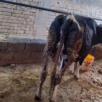 گاو سمینتال (گوساله اول)|حیوانات مزرعه|فارسان, |دیوار