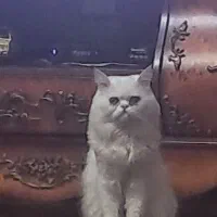 گربه پرشین سوپر