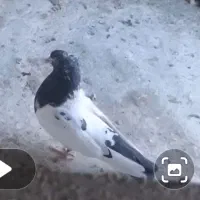 کبوتر .کل دم سیاه(گمشده)