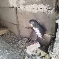 کفتر|پرنده|رفسنجان, |دیوار