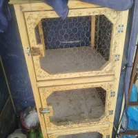 لونه جفتی کفتر