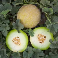 نشا گالیا شرکت کلوز