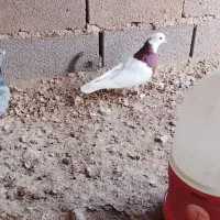 تعدادی کبوتر طوقی.  قیمت مناسب به فروش می‌رسد|پرنده|هلالی, |دیوار