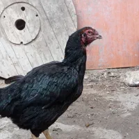 مرغ افغان|حیوانات مزرعه|بندرعباس, |دیوار