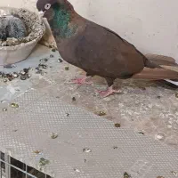 صرب و سوسنی|پرنده|مسجد سلیمان, |دیوار