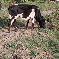 گاومحلی|حیوانات مزرعه|شاندرمن, |دیوار