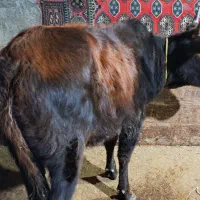 گوساله ماده گاو ورزا