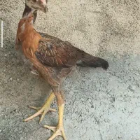 سه عدد جوجه لاری درجه یک
