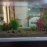 اکواریوم دست دوم