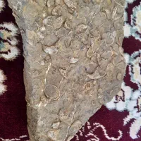 فروش سنگ و فسیل نایاب