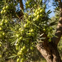 انتخاب حرفه‌ای‌ها برای سود بلندمدت|خدمات باغبانی و درختکاری|استهبان, |دیوار