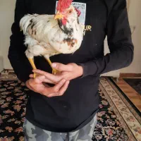 مرغ خروس|حیوانات مزرعه|کرج, آق تپه|دیوار