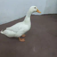 اردک نر