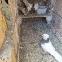 کبوتر|پرنده|کرمانشاه, |دیوار